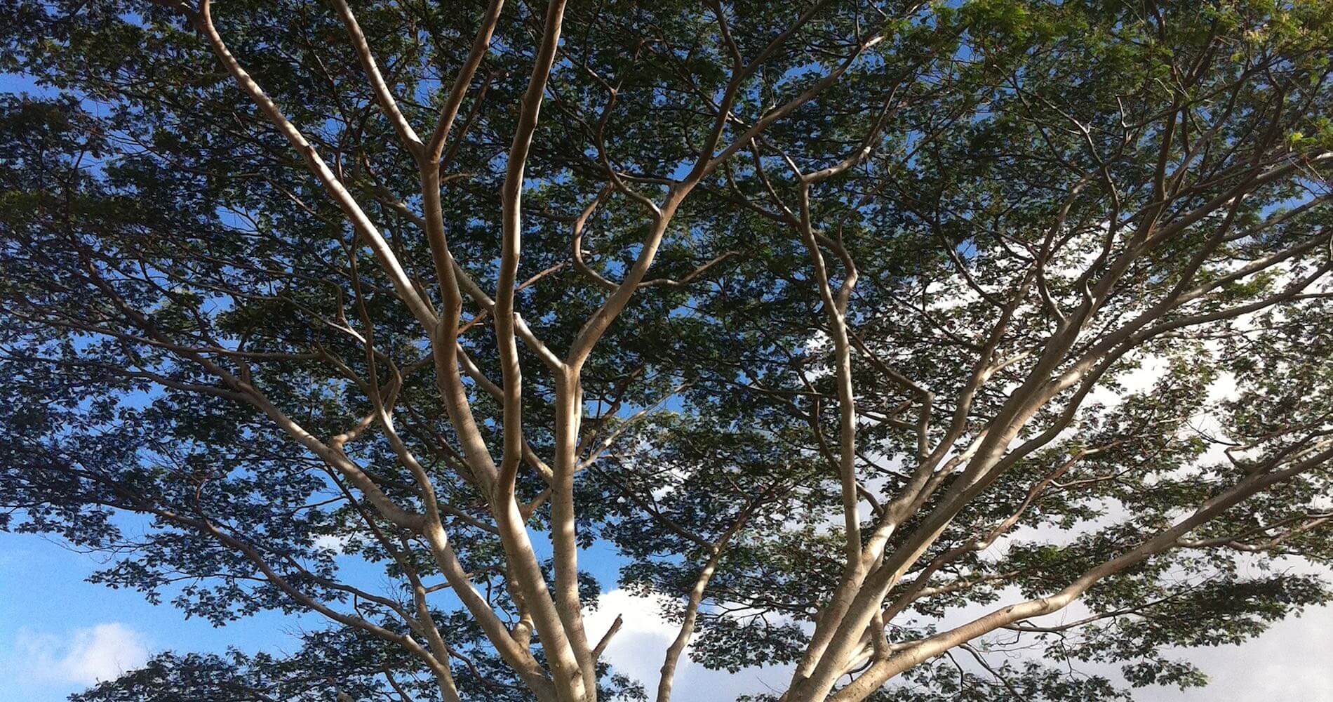 Top 10 Kauai Must Do's The Hawaii Admirer